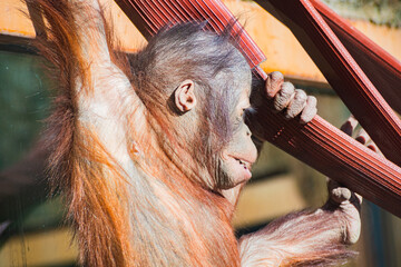 Bornean orangutan (Pongo pygmaeus © Alberto Giron 