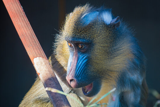 mandrill (Mandrillus sphinx)