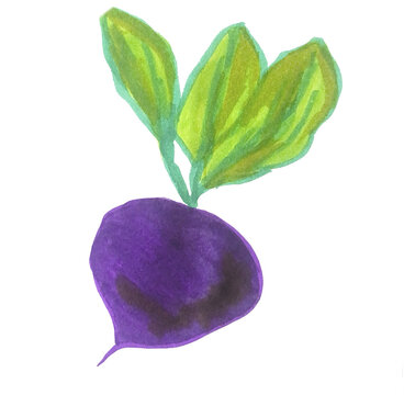 Single watercolor beetroot on white background, hand painted vegetable illustration, isolated beet