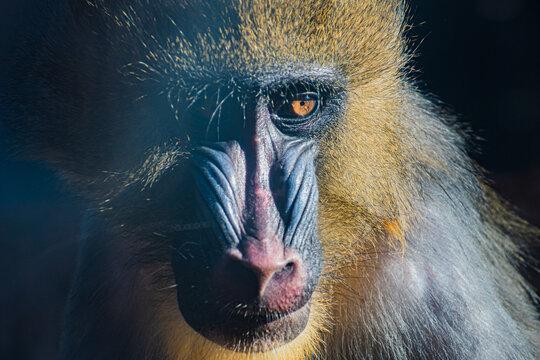 mandrill (Mandrillus sphinx)