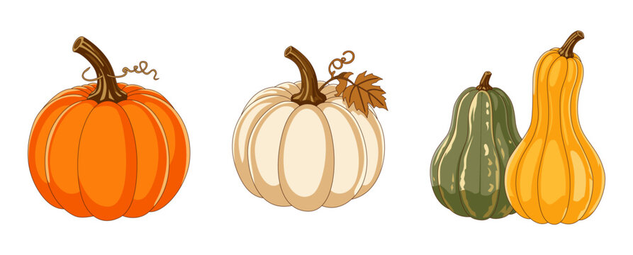 Trio of colorful autumn pumpkins vector illustration featuring orange, white, and green squash isolated on white background.