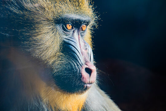 mandrill (Mandrillus sphinx)