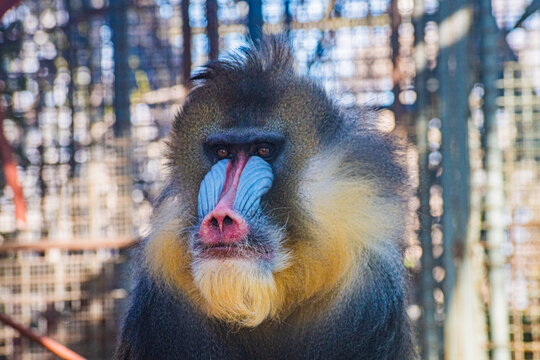 mandrill (Mandrillus sphinx)