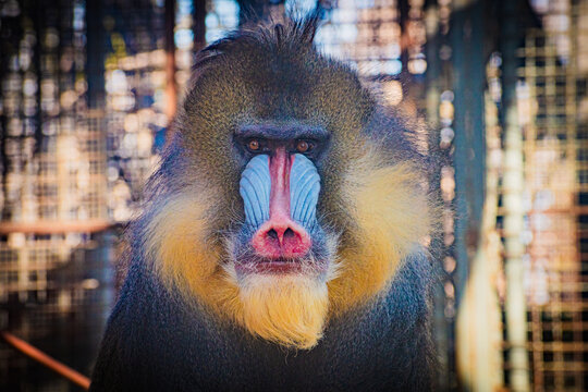 mandrill (Mandrillus sphinx)