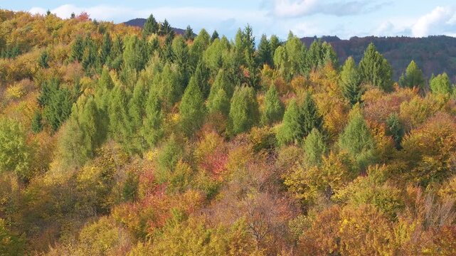 AERIAL: Colorful autumn forest spreads across rolling hills in Slovenia. Tall green conifers rise among deciduous trees turning yellow, orange and red. Vibrant textured seasonal landscape on sunny day