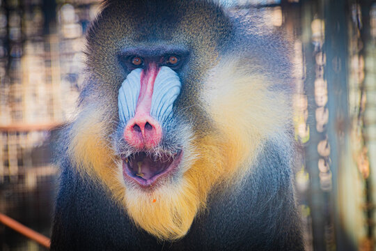 mandrill (Mandrillus sphinx)