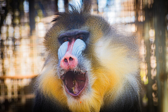 mandrill (Mandrillus sphinx)