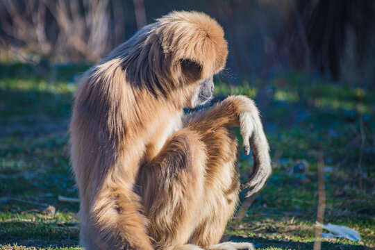  lar gibbon (Hylobates lar)