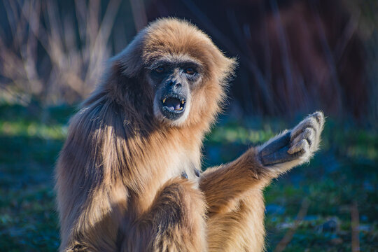  lar gibbon (Hylobates lar)