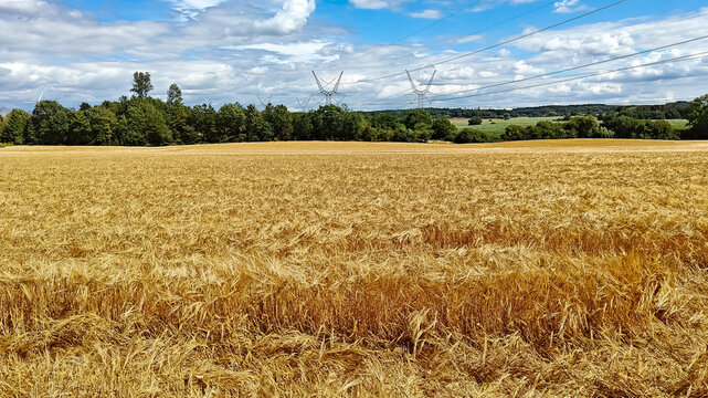 Golden wheat field under a dramatic blue sky with white clouds, bordered by lush green forest and high-voltage power transmission lines in the distance.