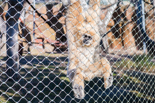  lar gibbon (Hylobates lar)