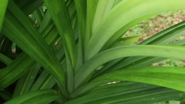 Fresh Pandan Plant Used as a Food Ingredient