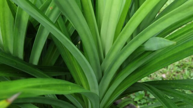 Fresh Pandan Plant Used as a Food Ingredient