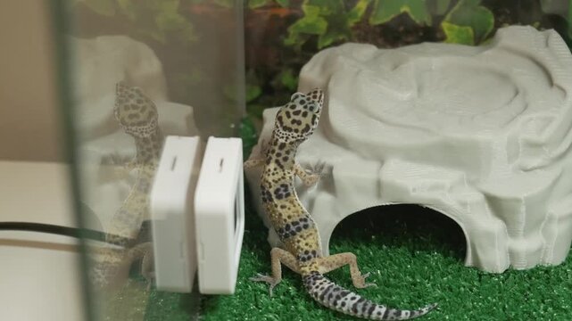 Pet gecko climbing vertically along glass tank wall beside white shelter and small water dish inside prepared reptile habitat, showing spotted body, banded tail, visible limbs, and patterned skin