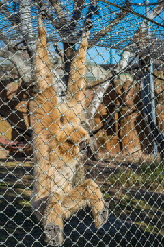  lar gibbon (Hylobates lar)