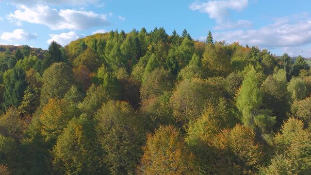 AERIAL: Mixed autumn woodland in Slovenia, where yellowing deciduous trees blend with tall green conifers. Rolling forested hills sit beneath a clear blue sky and scattered clouds on a sunny fall day.