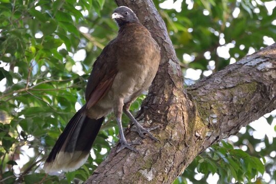 Grey-headed chachalaca perched on a thick tree branch in Panama