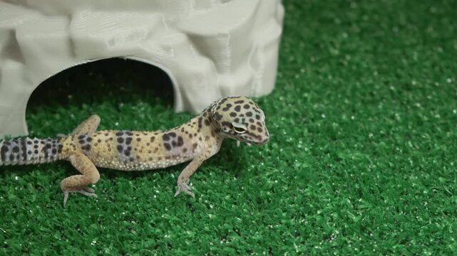 Young leopard gecko moving across synthetic grass near ceramic shelter, pet reptile terrarium habitat detail showing spotted body, striped tail, slender legs, textured scales, and alert posture