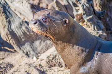 Naklejka premium giant otter or giant river otter (Pteronura brasiliensis)