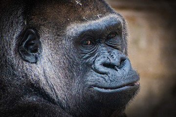 Fototapeta premium western lowland gorilla (Gorilla gorilla gorilla)