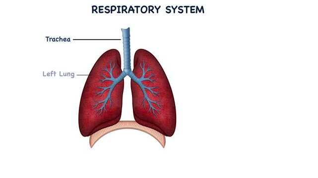 Animation of biology, Human respiratory system anatomy diagram illustration pulmonary organs, bronchial tree branching, lobar structures, macroscopic alveolar sacs, muscle for medical education