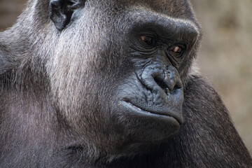 Fototapeta premium western lowland gorilla (Gorilla gorilla gorilla)