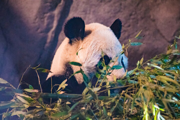 giant panda (Ailuropoda melanoleuca) © Alberto Giron 