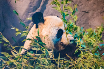 giant panda (Ailuropoda melanoleuca) © Alberto Giron 