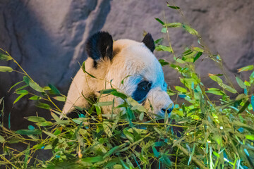 giant panda (Ailuropoda melanoleuca) © Alberto Giron 