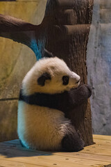 giant panda (Ailuropoda melanoleuca) © Alberto Giron 