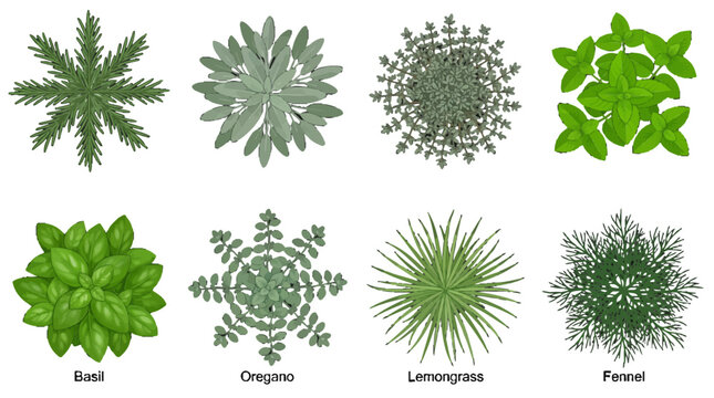 Architectural vector plants top view collection featuring basil oregano lemongrass fennel rosemary sage thyme and mint for landscape design site planning. isolated on white background