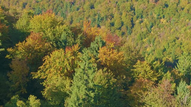 AERIAL: Mixed forest showing colorful autumn treetops across a hilly ridge. Deciduous trees in yellow and orange blend with tall green conifers and create a vibrant seasonal landscape on a sunny day.