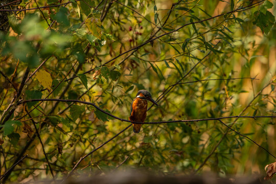 Common Kingfisher (Alcedo atthis) in Its Natural Habitat &ndash; Camouflaged on Branches and Shrubs