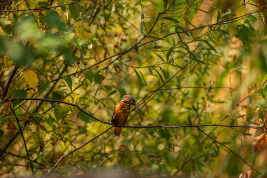 Common Kingfisher (Alcedo atthis) in Its Natural Habitat &ndash; Camouflaged on Branches and Shrubs