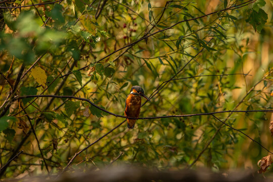 Common Kingfisher (Alcedo atthis) in Its Natural Habitat &ndash; Camouflaged on Branches and Shrubs