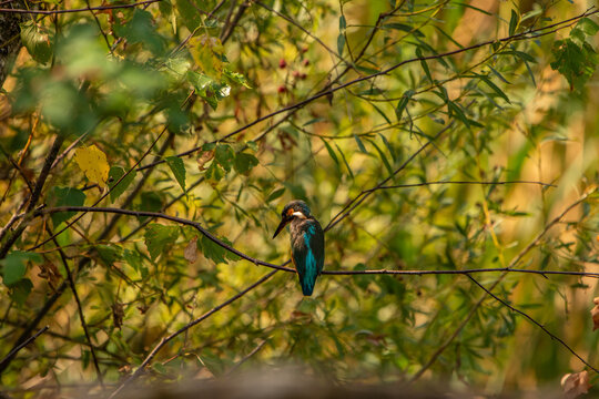 Common Kingfisher (Alcedo atthis) in Its Natural Habitat &ndash; Camouflaged on Branches and Shrubs