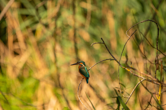 Common Kingfisher (Alcedo atthis) in Its Natural Habitat &ndash; Camouflaged on Branches and Shrubs