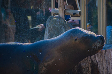 Fototapeta premium South American sea lion (Otaria flavescens)