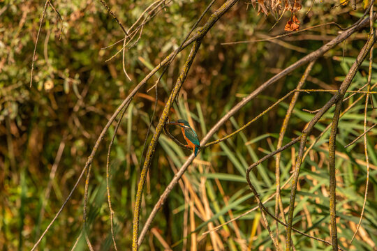 Common Kingfisher (Alcedo atthis) in Its Natural Habitat &ndash; Camouflaged on Branches and Shrubs
