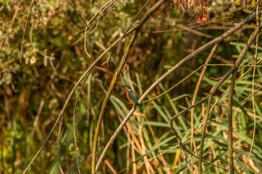 Common Kingfisher (Alcedo atthis) in Its Natural Habitat &ndash; Camouflaged on Branches and Shrubs