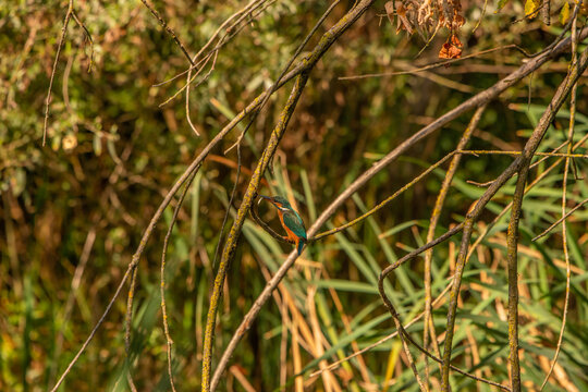 Common Kingfisher (Alcedo atthis) in Its Natural Habitat &ndash; Camouflaged on Branches and Shrubs