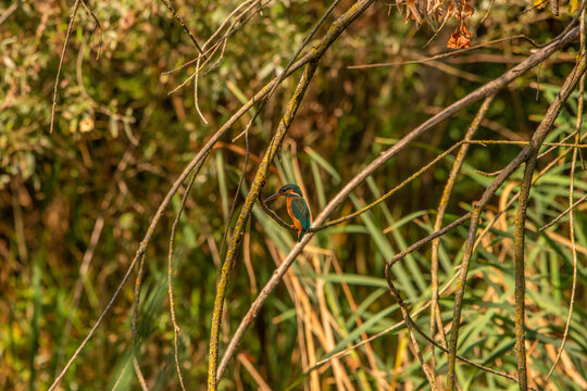 Common Kingfisher (Alcedo atthis) in Its Natural Habitat &ndash; Camouflaged on Branches and Shrubs