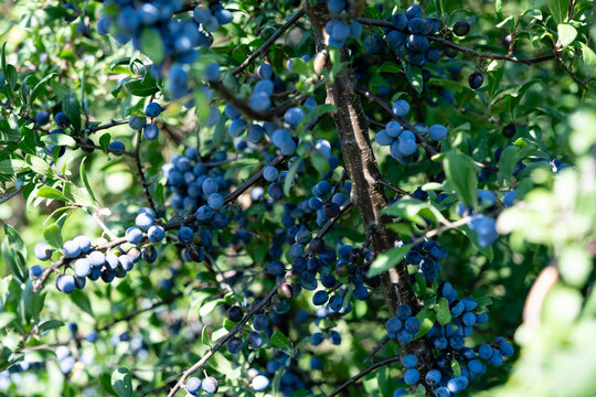 Schlehdorn Prunus Spinosa im Alten Land bei Hamburg