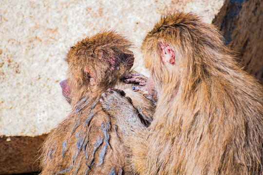 yellow baboon (Papio cynocephalus)
