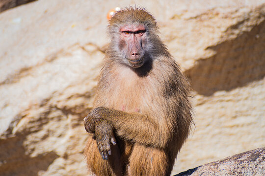 yellow baboon (Papio cynocephalus)