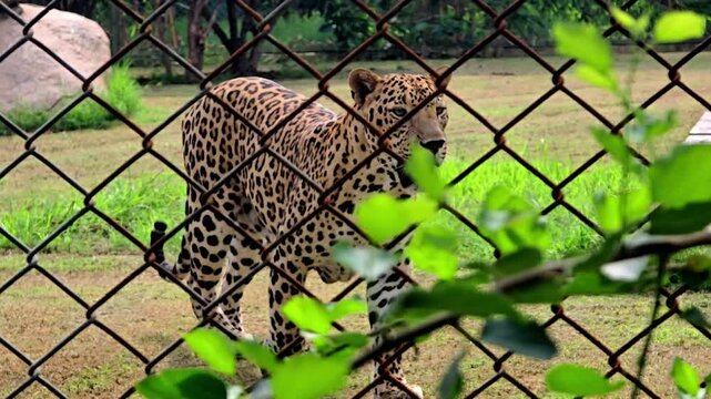 A leopard walking in a naturalistic enclosure, surrounded by green trees and foliage.