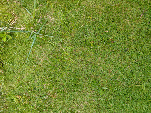 Dense Green Grass Texture and Natural Lawn Background