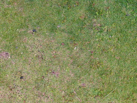 Green Grass Lawn Texture with Small Wild Plants and Natural Growth
