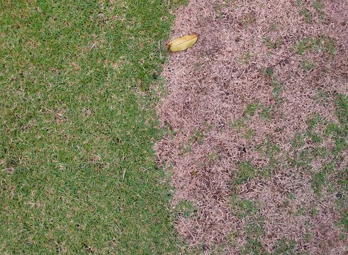 Green and Dry Grass Contrast with Fallen Leaf on Ground
