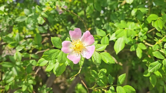 Single delicate dog rose flower with pink petals swaying in the wind on a green leafy bush
